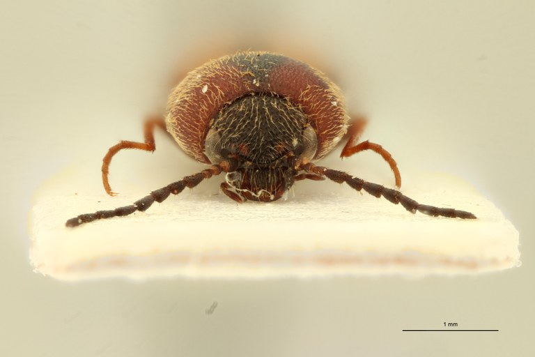 Megapenthes yunnanus F Pt F.jpg