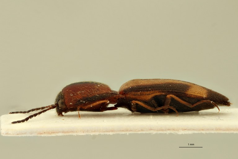 Megapenthes yunnanus F Pt L.jpg