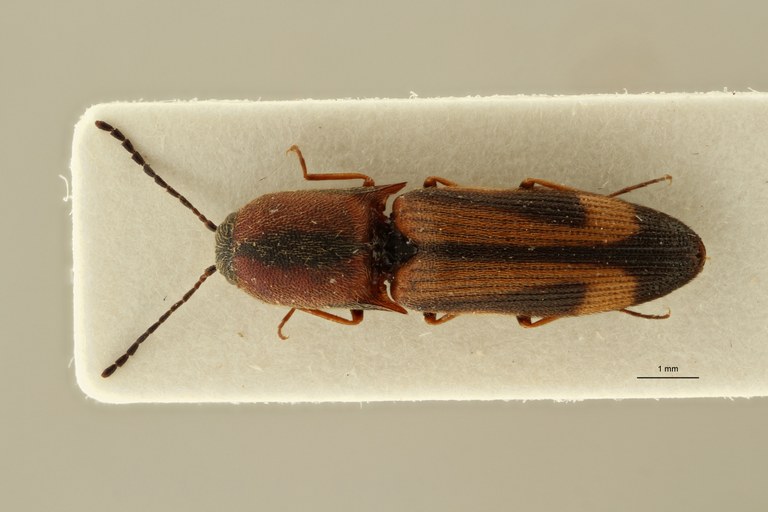 Megapenthes yunnanus pt F D ZS PMax Scaled.jpeg Megapenthes yunnanus pt F D ZS PMax Scaled.jpeg