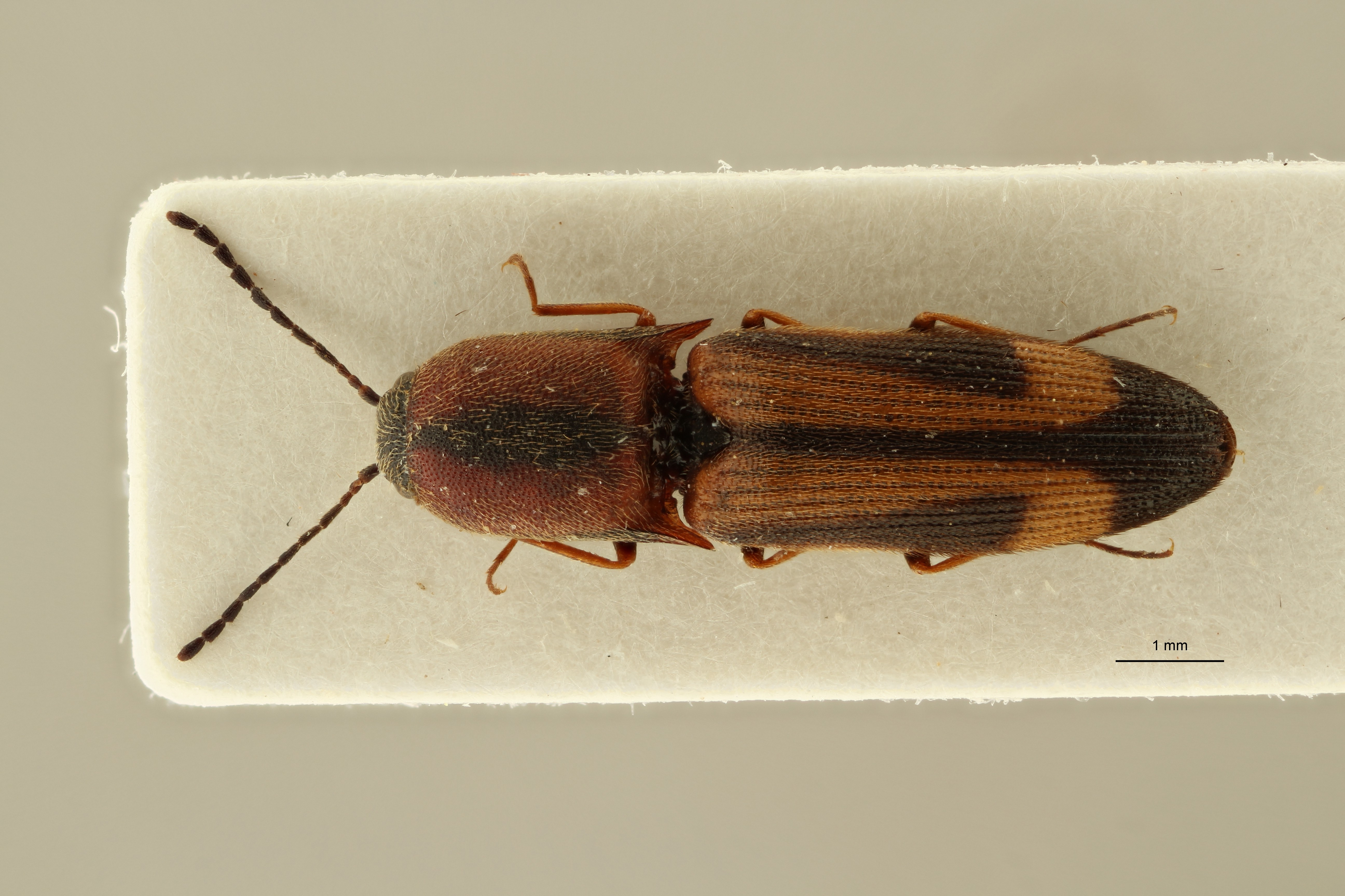 Megapenthes yunnanus pt F D ZS PMax Scaled.jpeg
