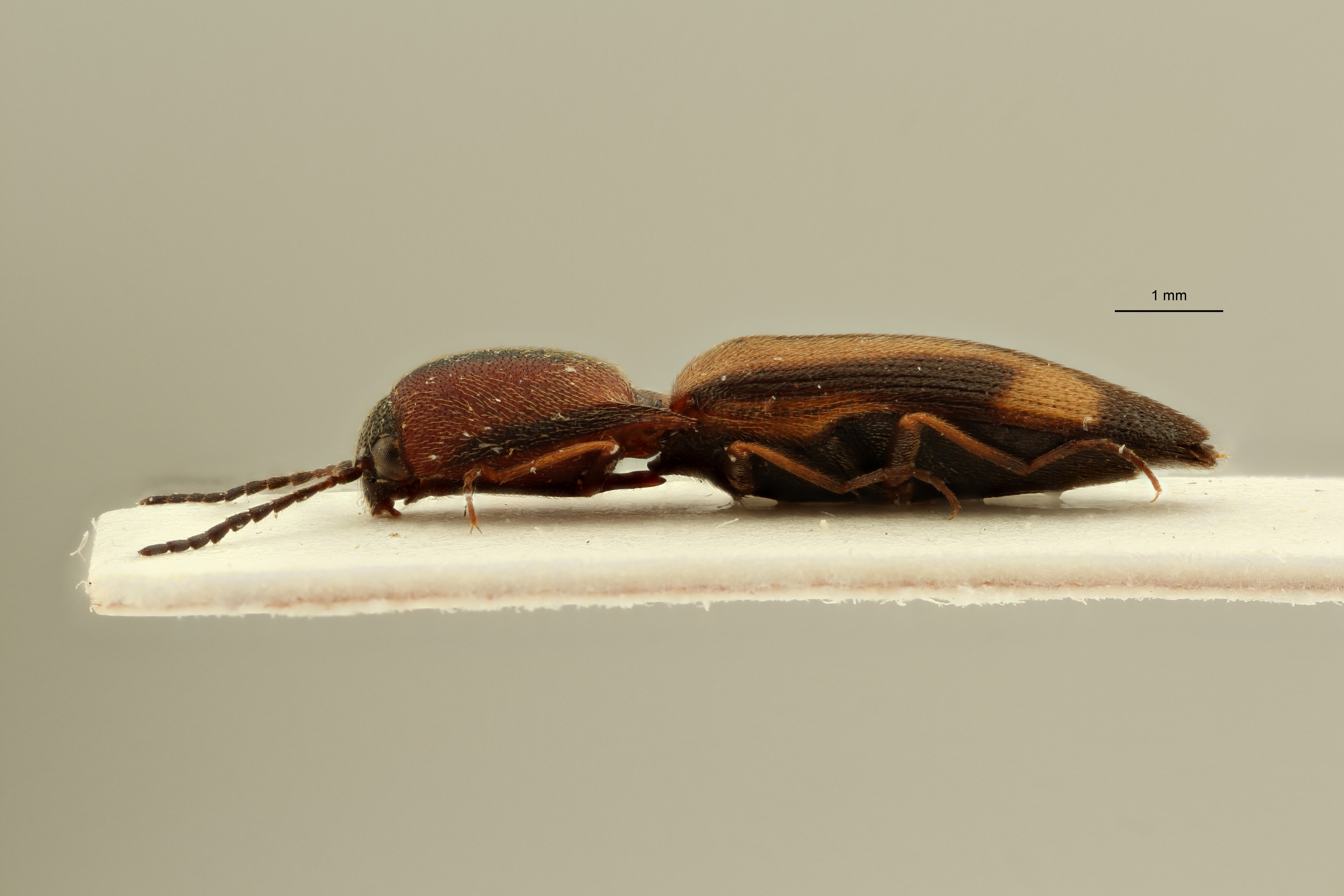 Megapenthes yunnanus pt F L ZS PMax Scaled.jpeg
