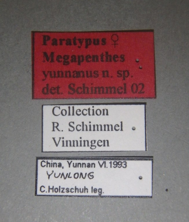 Megapenthes yunnanus pt F Lb.jpg Megapenthes yunnanus pt F Lb.jpg