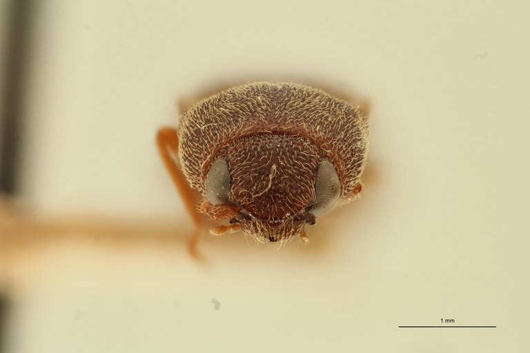 Megapenthes zanzibaricus F Lt F.jpg Megapenthes zanzibaricus F Lt F.jpg