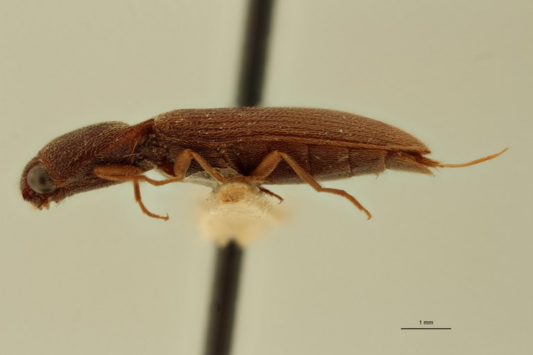 Megapenthes zanzibaricus F Lt L.jpg Megapenthes zanzibaricus F Lt L.jpg