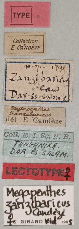 Megapenthes zanzibaricus F Lt Labels.jpg Megapenthes zanzibaricus F Lt Labels.jpg