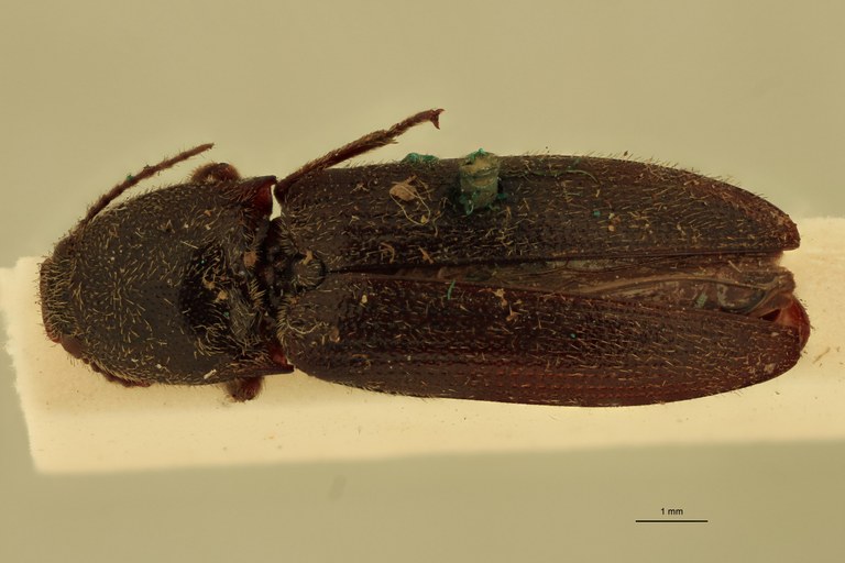 Melanotus albatus F Pt D.jpg