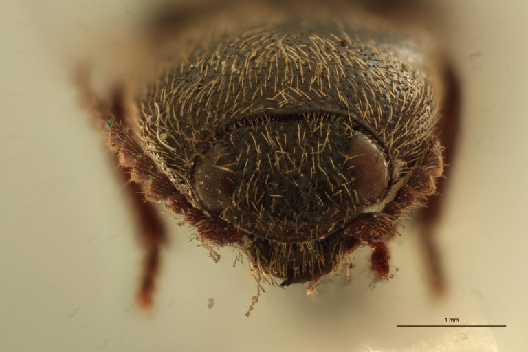 Melanotus albatus F Pt F.jpg