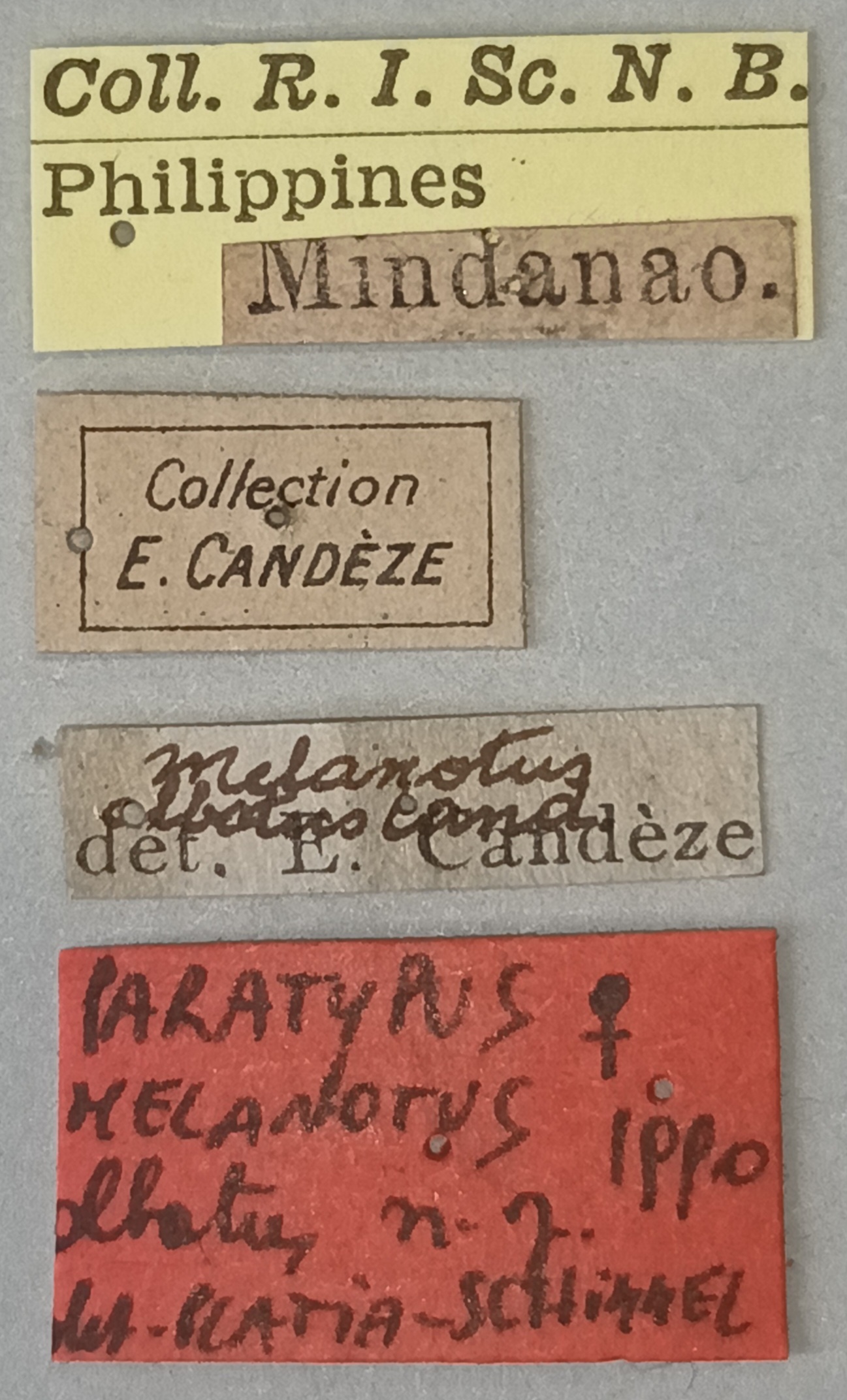 Melanotus albatus F Pt Labels.jpg