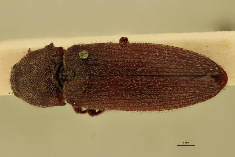 Melanotus albatus F Ht D.jpg