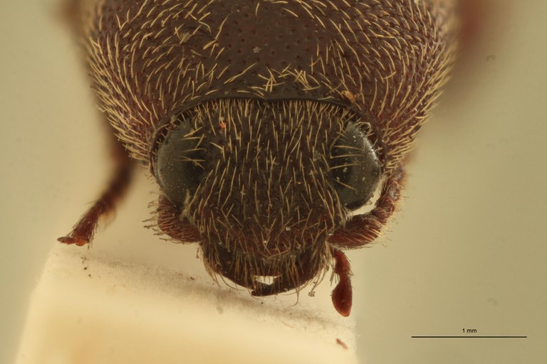 Melanotus albatus F Ht F.jpg