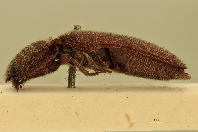 Melanotus albatus F Ht L.jpg