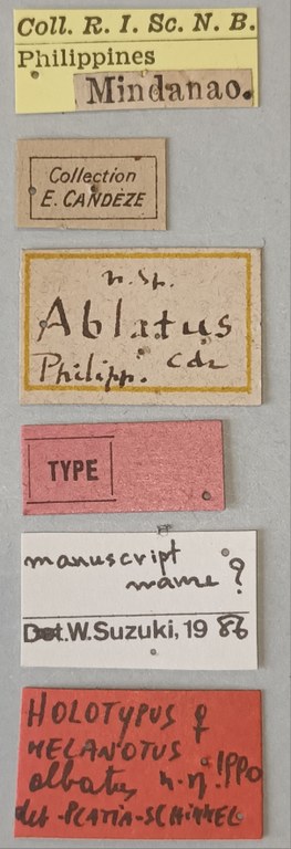 Melanotus albatus F Ht Labels.jpg