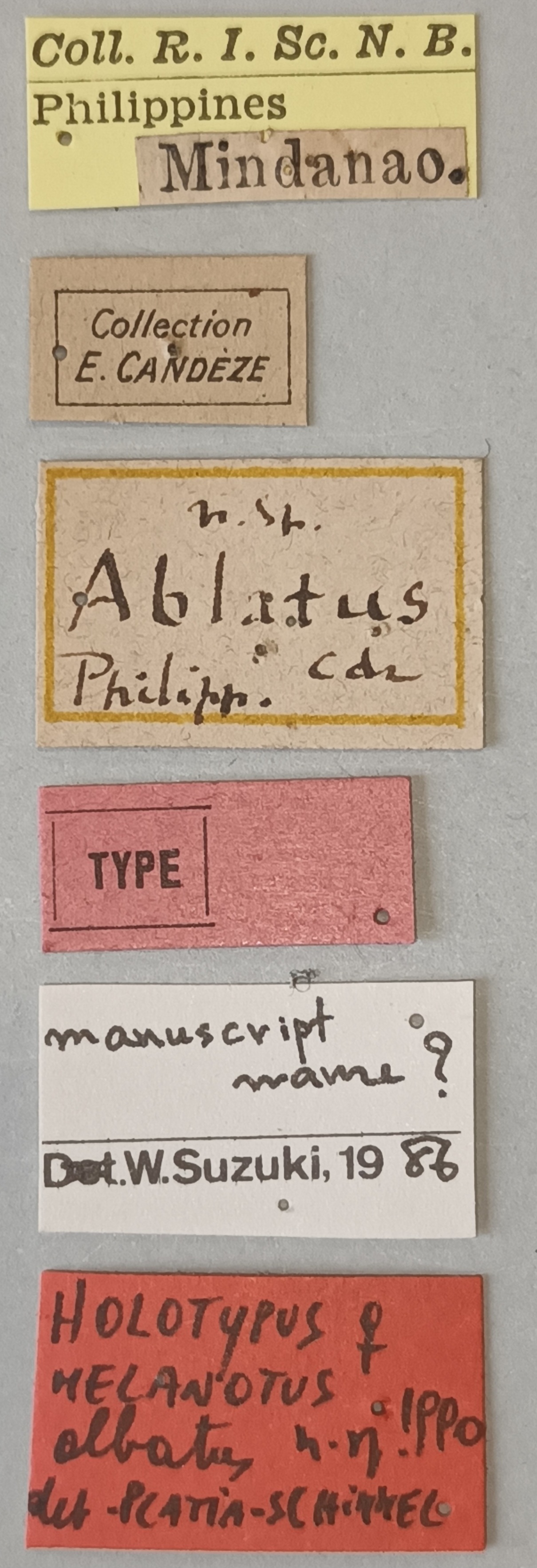 Melanotus albatus F Ht Labels.jpg