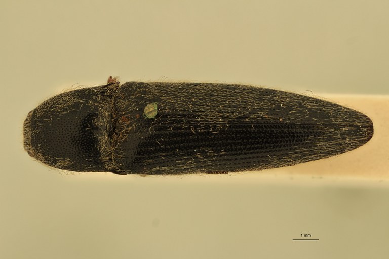 Melanotus annosus T D.jpg