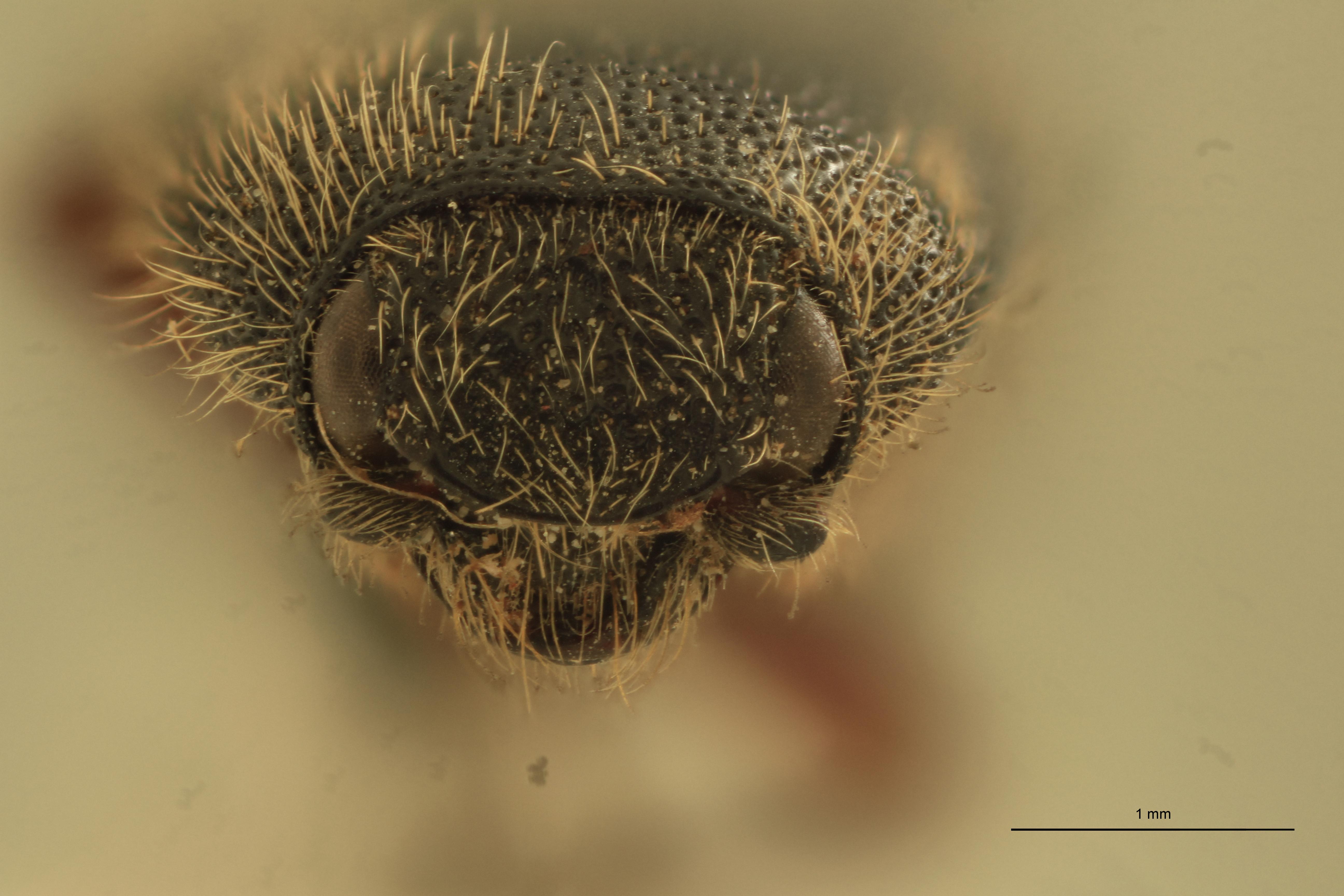 Melanotus annosus T F.jpg