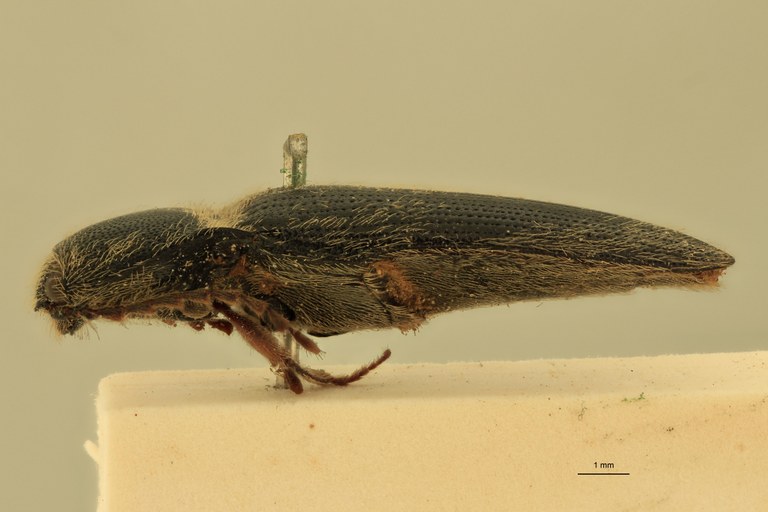 Melanotus annosus T L.jpg