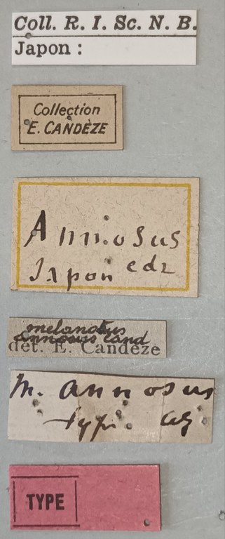 Melanotus annosus T Labels.jpg