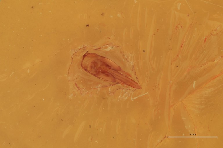 Melanotus assessor M Ht Aedeagus.jpg