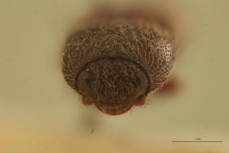 Melanotus assessor M Ht F.jpg