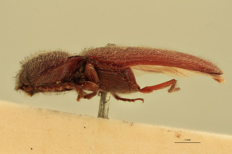 Melanotus assessor M Ht L.jpg