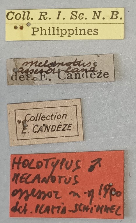 Melanotus assessor M Ht Labels.jpg