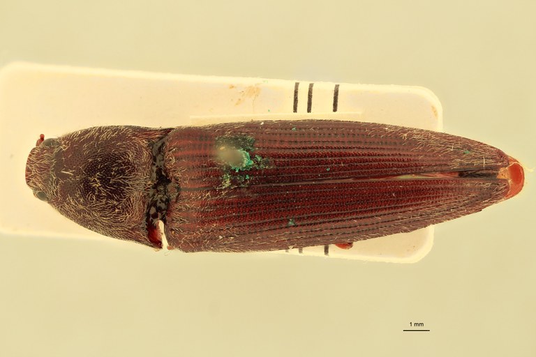 Melanotus baerti F Pt D.jpg