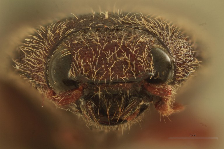 Melanotus baerti F Pt F.jpg