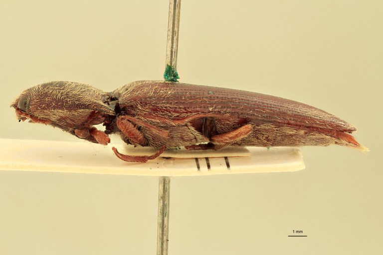 Melanotus baerti F Pt L.jpg