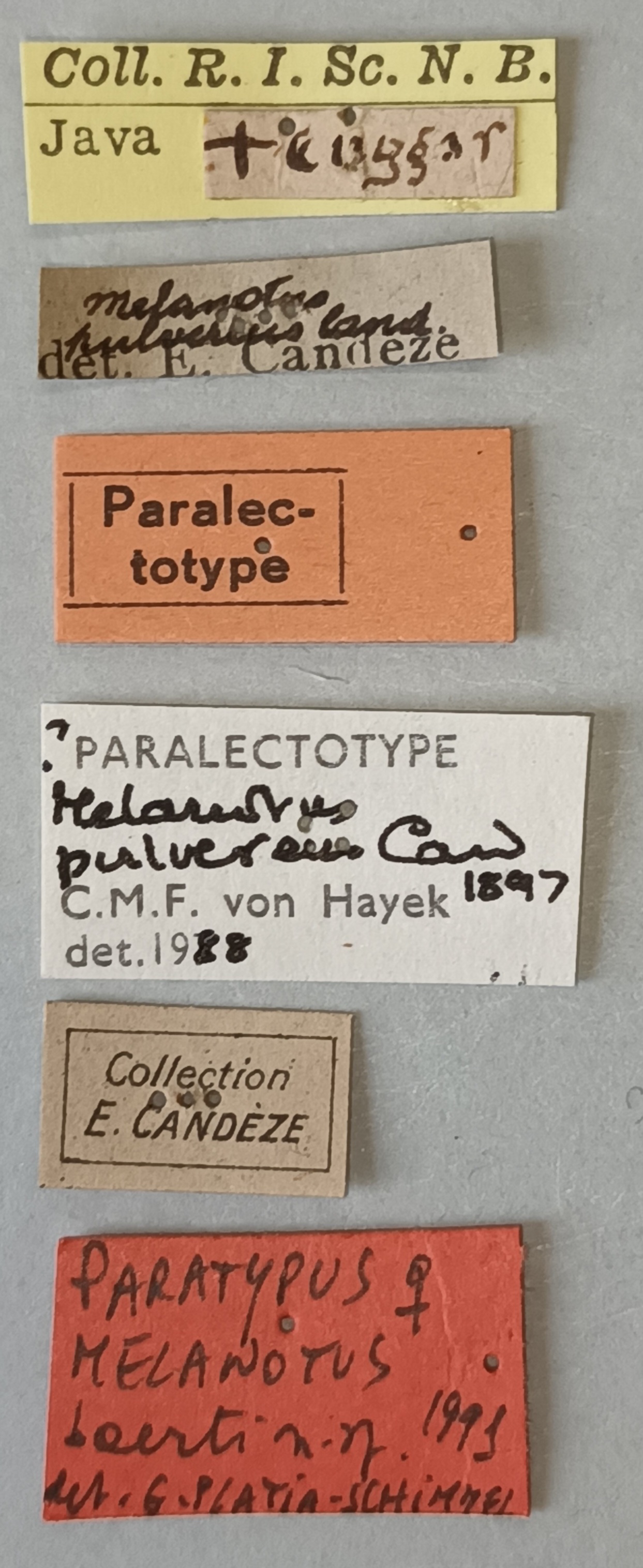 Melanotus baerti F Pt Labels.jpg