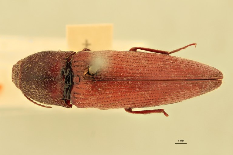 Melanotus baerti F Ht D.jpg