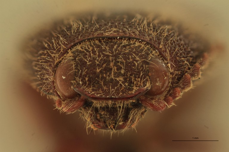 Melanotus baerti F Ht F.jpg