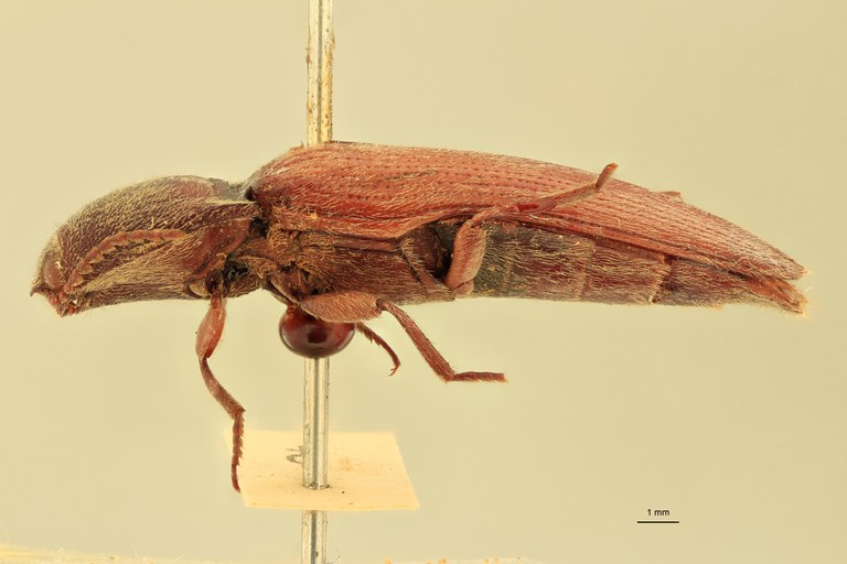 Melanotus baerti F Ht L.jpg