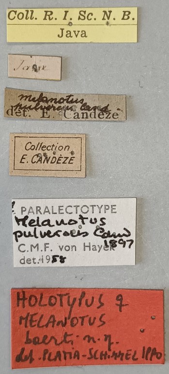 Melanotus baerti F Ht Labels.jpg