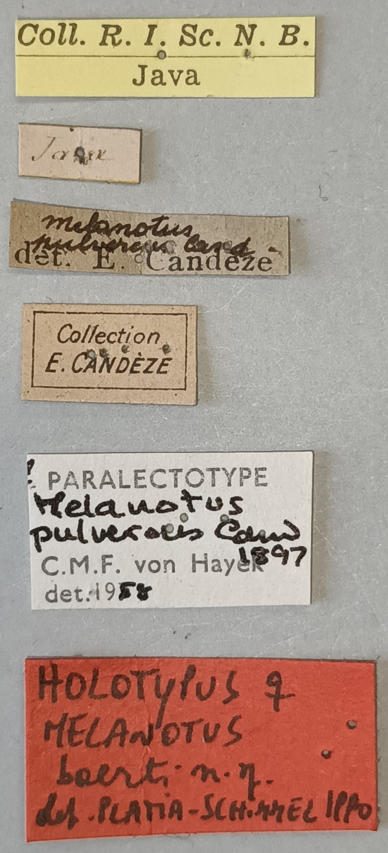 Melanotus baerti F Ht Labels.jpg