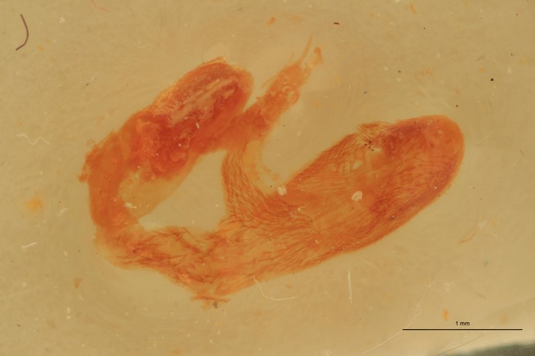 Melanotus baerti F Ht Preparation.jpg
