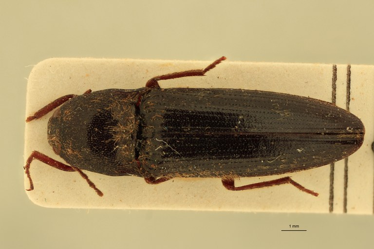 Melanotus bhaktai M Pt D.jpg