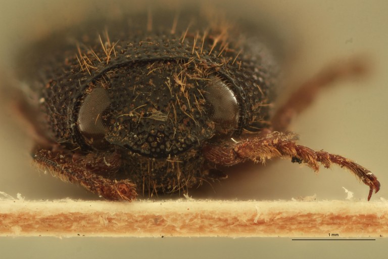 Melanotus bhaktai M Pt F.jpg