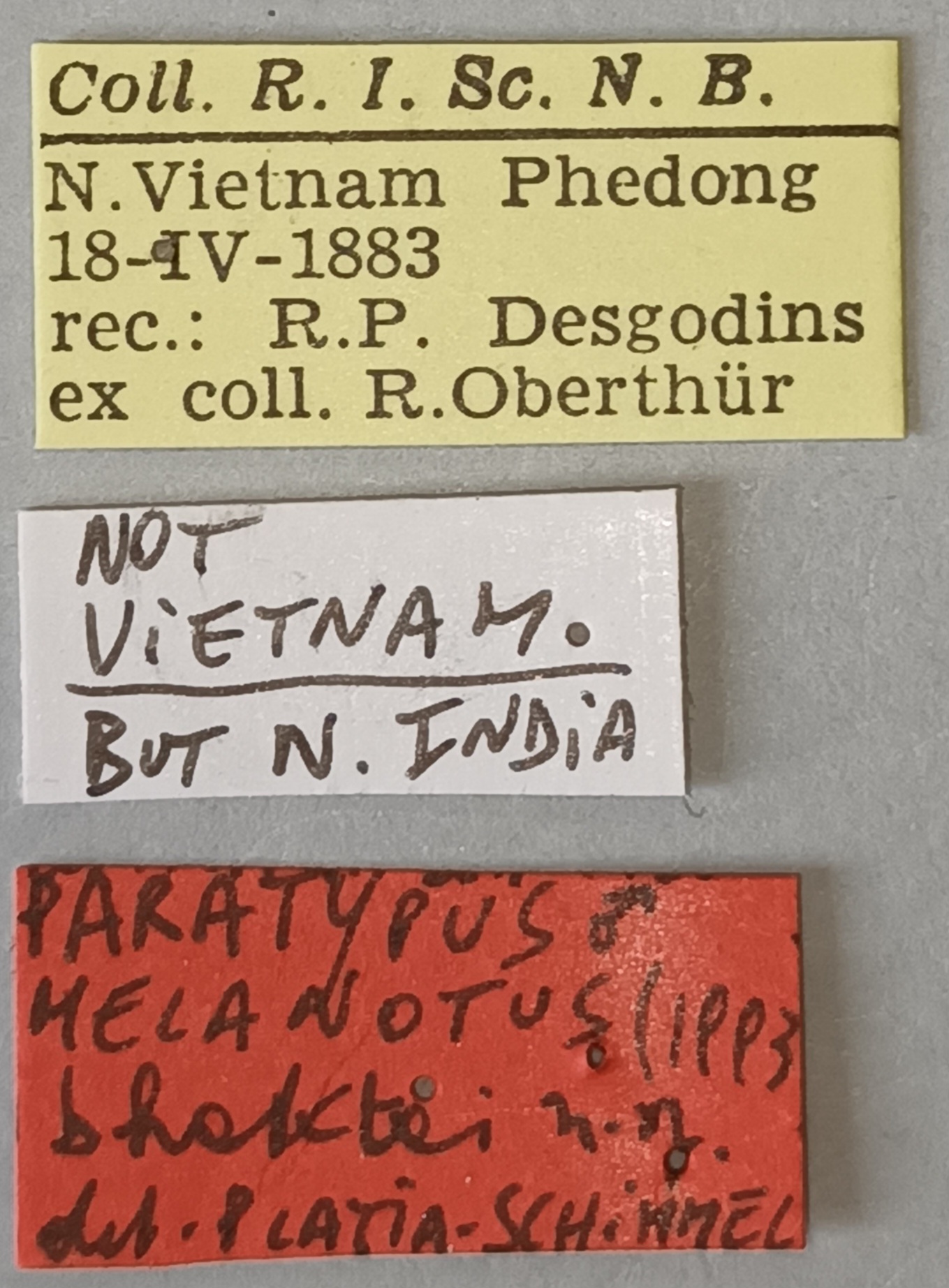 Melanotus bhaktai M Pt Labels.jpg