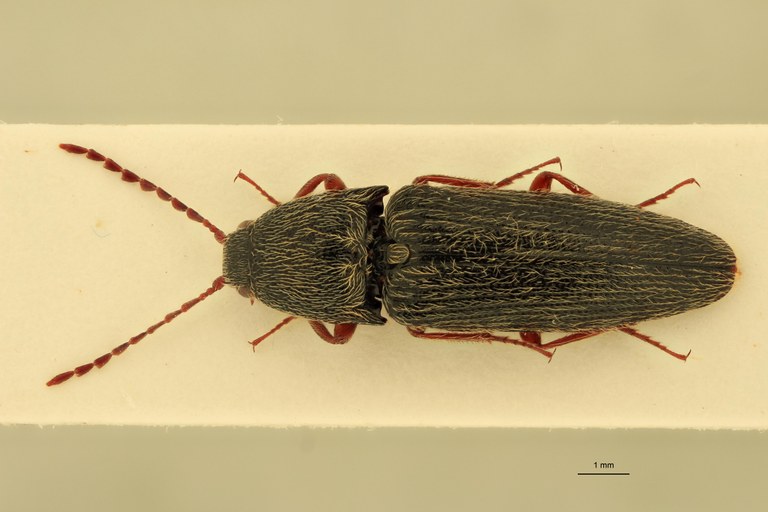 Melanotus binaghii F Pt D.jpg