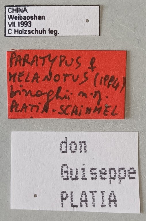 Melanotus binaghii F Pt Labels.jpg