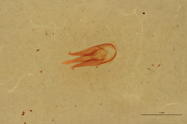 Melanotus brevis M Ht Aedeagus.jpg