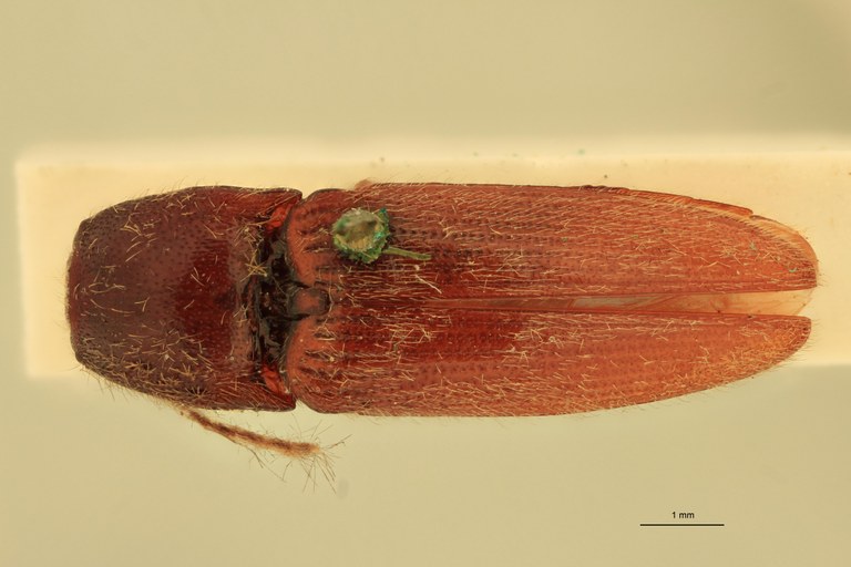 Melanotus brevis M Ht D.jpg