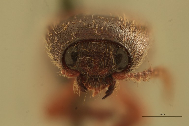 Melanotus brevis M Ht F.jpg