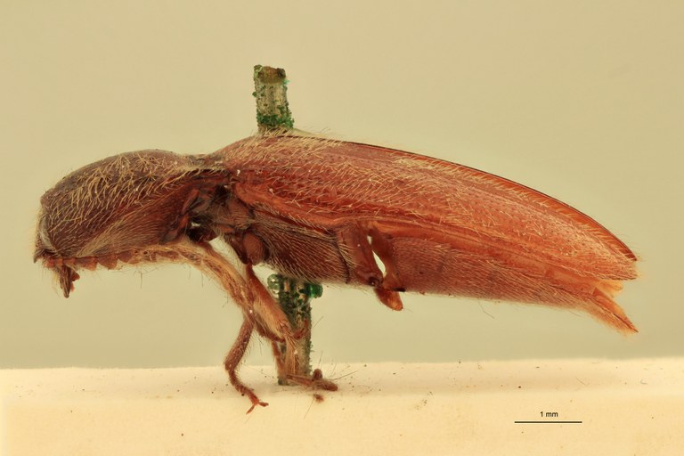 Melanotus brevis M Ht L.jpg