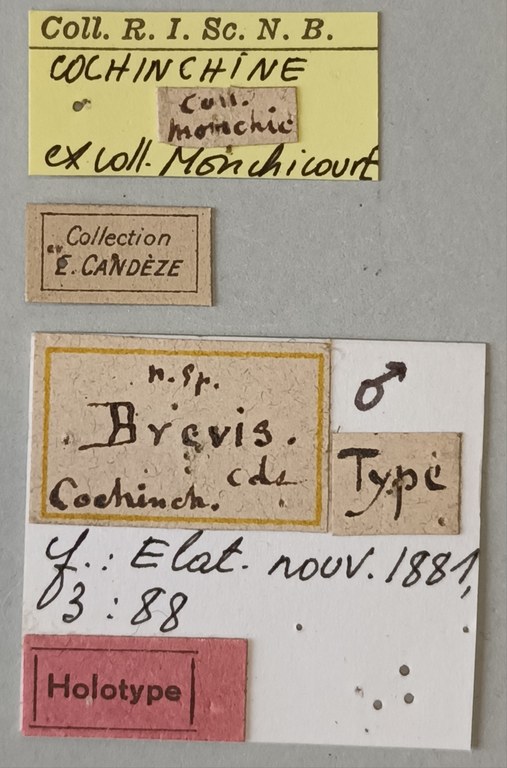 Melanotus brevis M Ht Labels.jpg