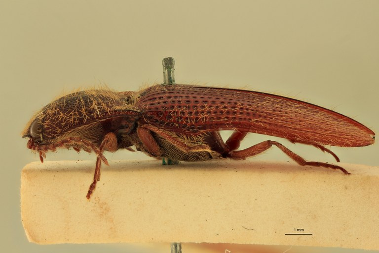 Melanotus comatus M St L.jpg