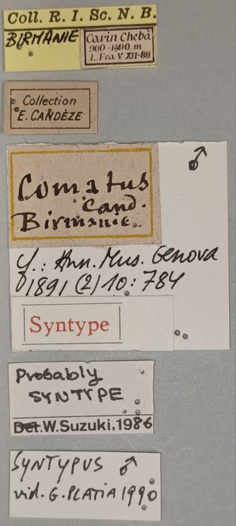 Melanotus comatus M St Labels.jpg