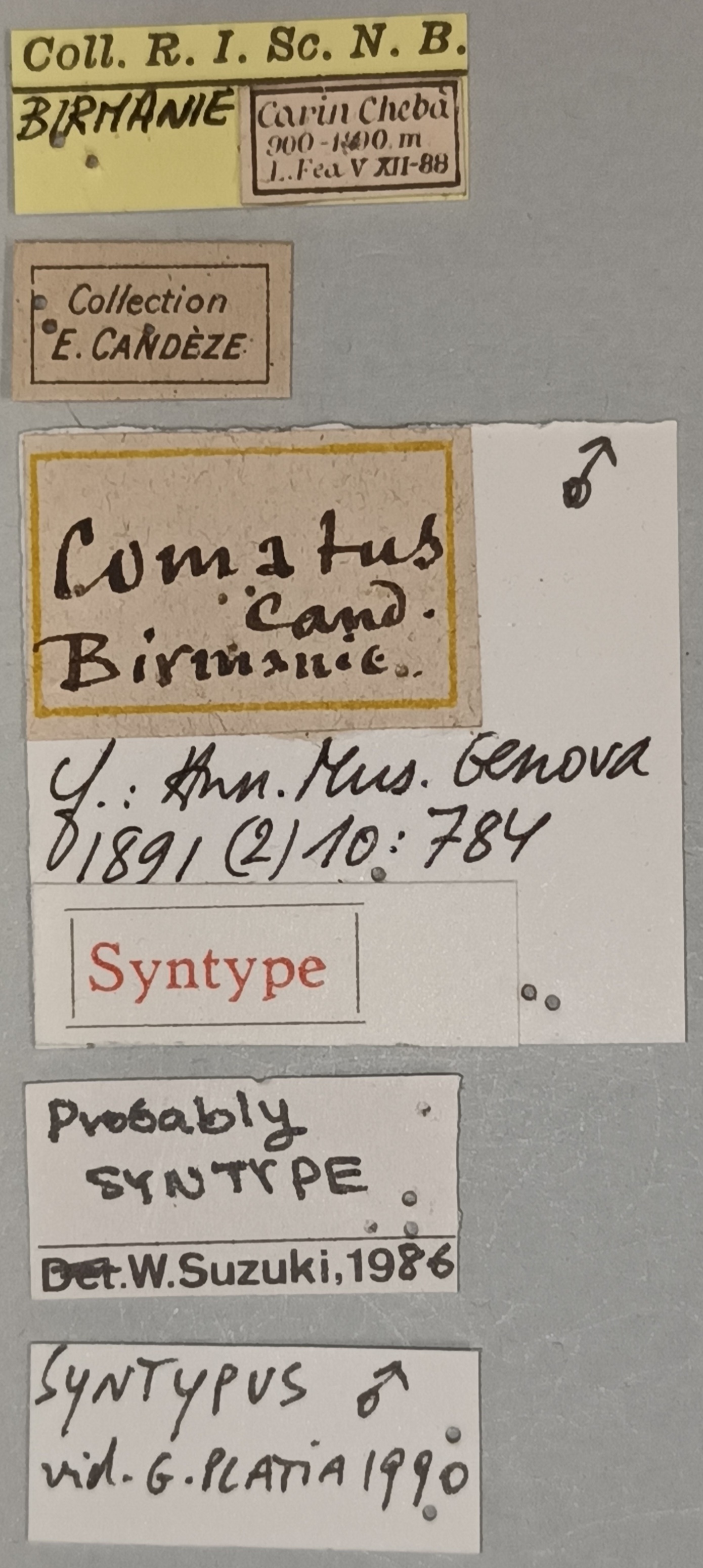 Melanotus comatus M St Labels.jpg