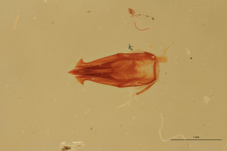 Melanotus coolsi M Pt Aedeagus.jpg