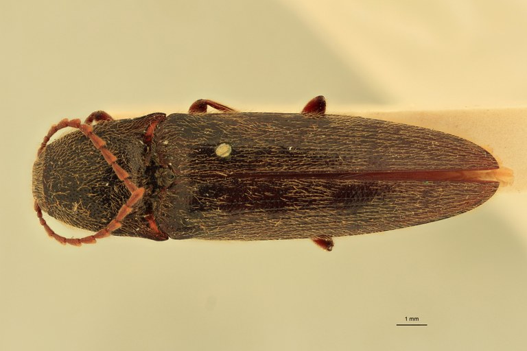 Melanotus coolsi M Pt D.jpg